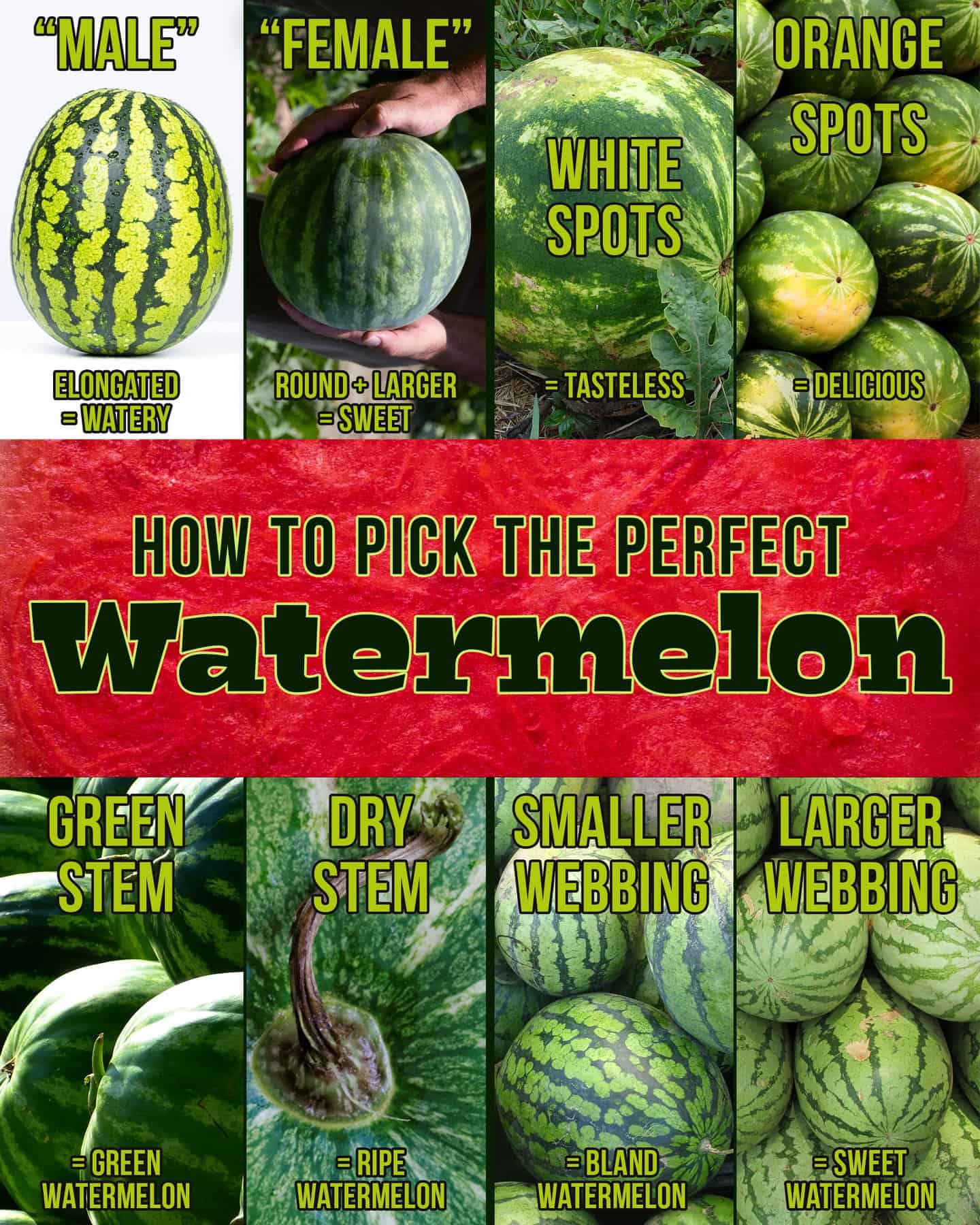 Visual guide to picking the perfect watermelon. Elongated watermelons are watery. Round watermelons are sweeter. White spots mean they are tasteless. Orange spots are delicious. Green stems mean the watermelon isn't ripe while a dry stem means it is right. Smaller webbing means the watermelon is bland while larger webbing means it is sweet.